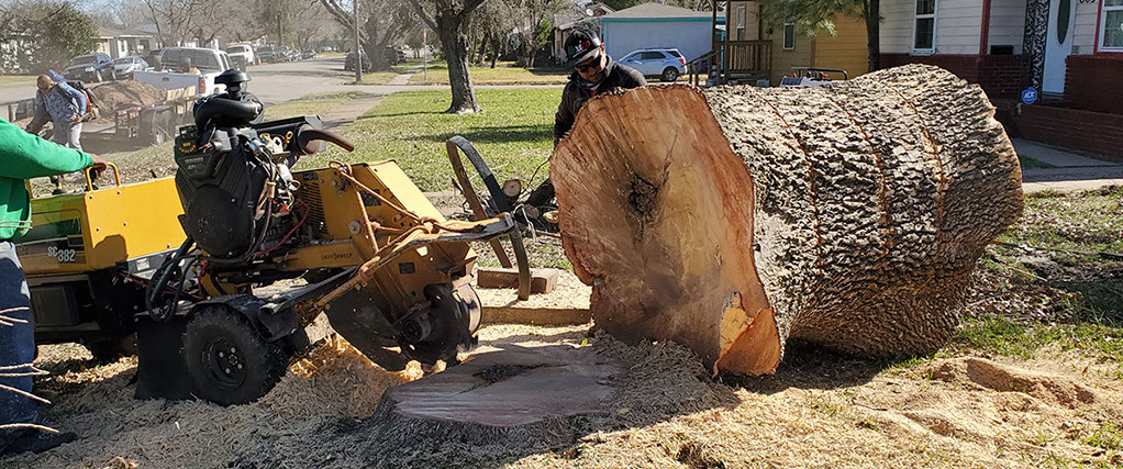 Tree Worxx Heights Tree Service Galveston Tree Service Tree